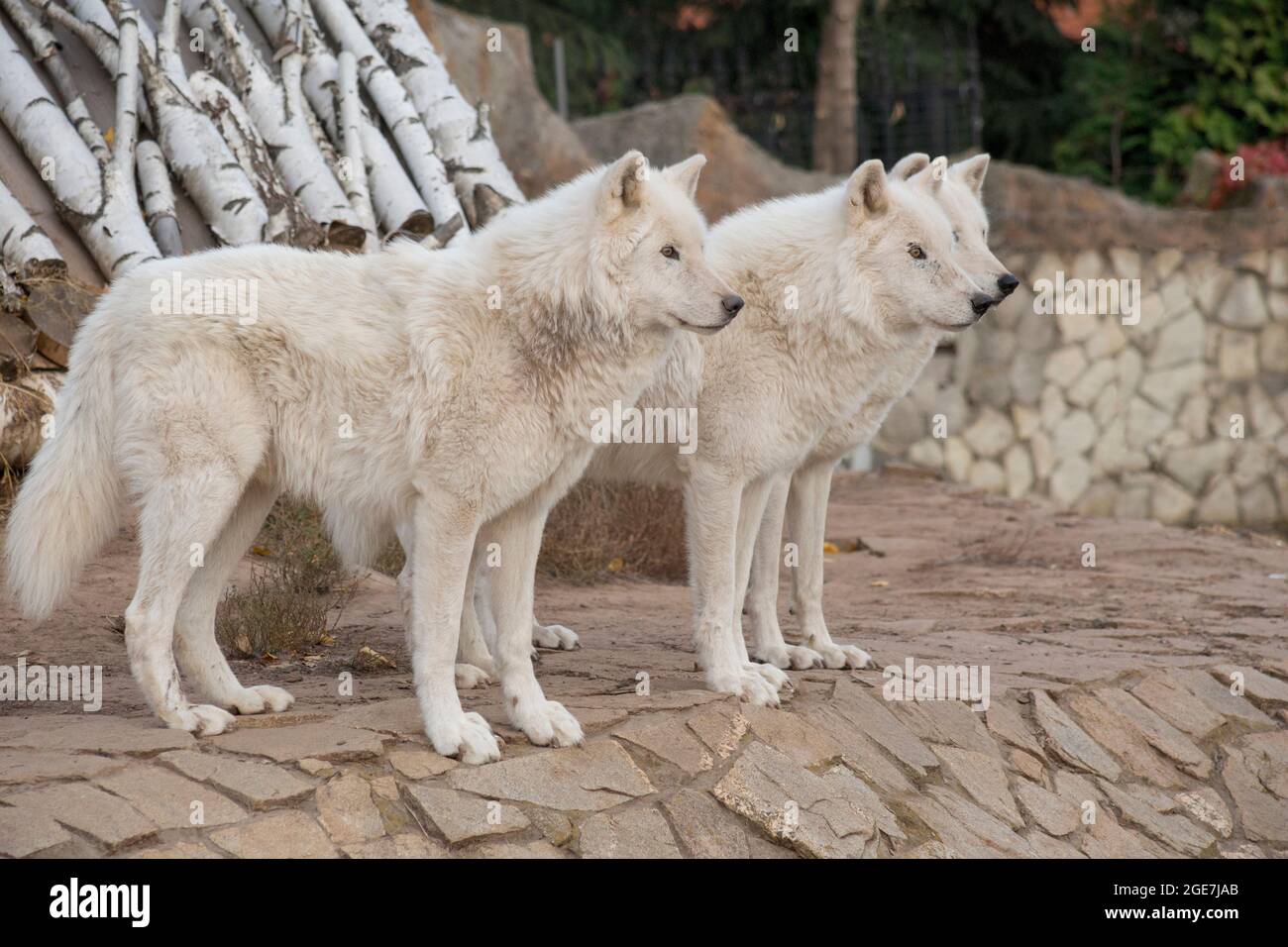 Three wild alaskan tundra wolves are standing on the gray rocks. Canis lupus arctos. Polar wolf or white wolf. Animals in wildlife. Stock Photo