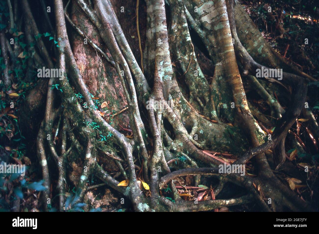Tree trunk and roots, tropical rain forest, Queensland, Australia Stock ...