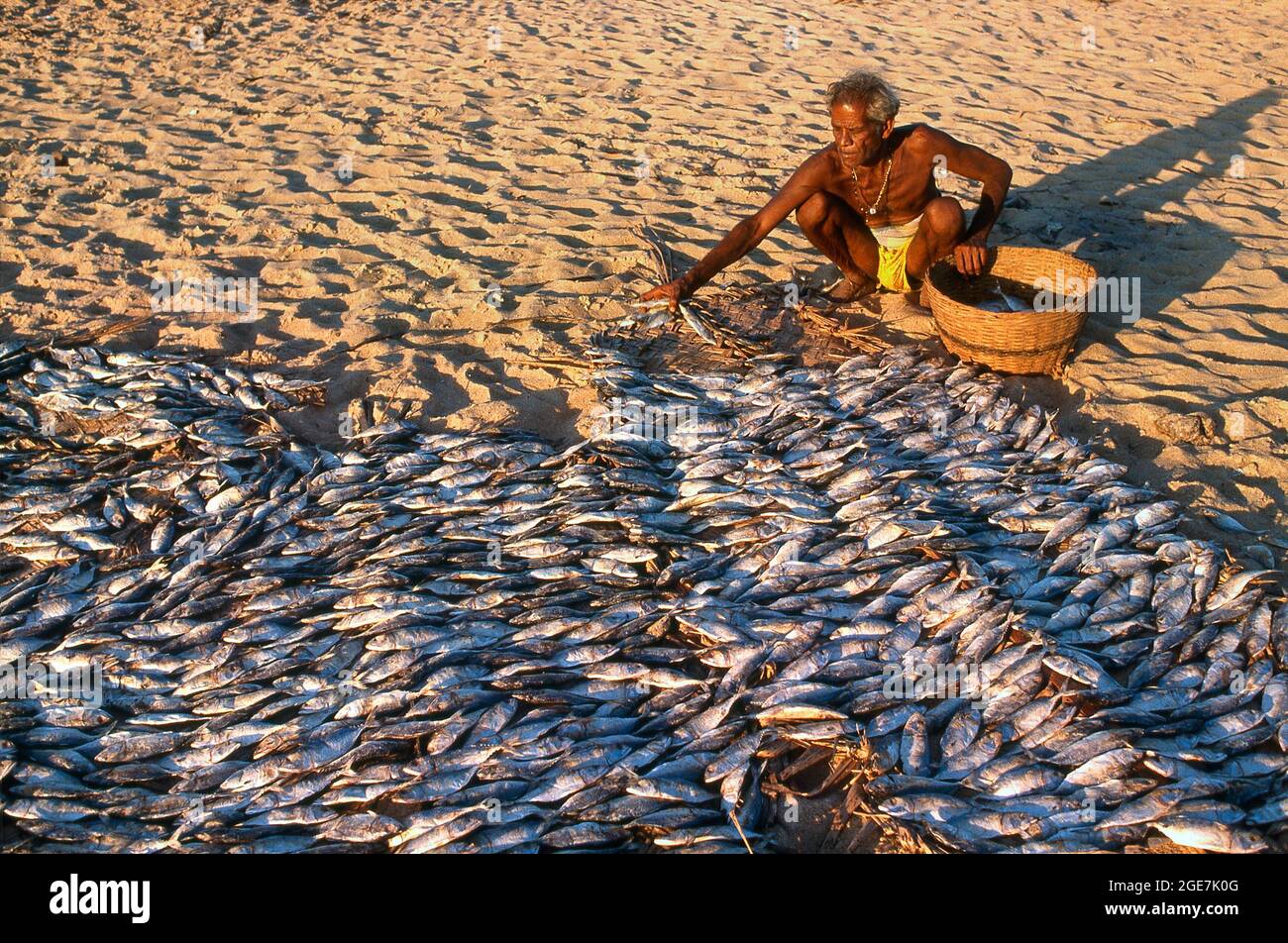 Fisherman sun drying catch, Baga Beach, Goa, India Stock Photo
