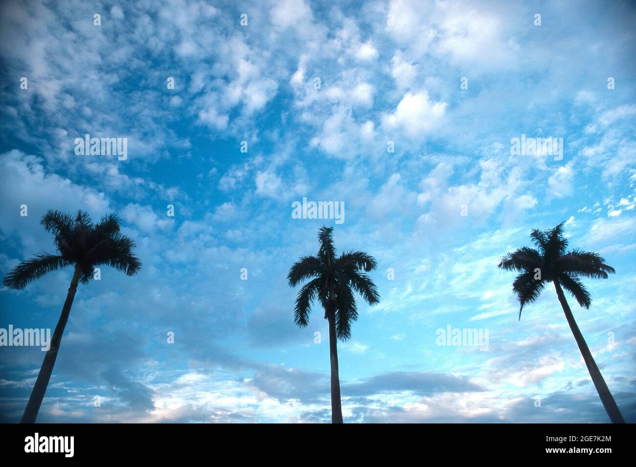 Palm trees, Florida, USA Stock Photo
