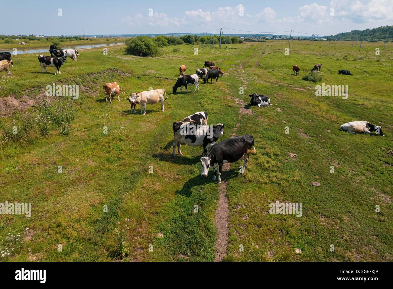 Aerial view of cows herd grazing on pasture field, top view drone pov ...