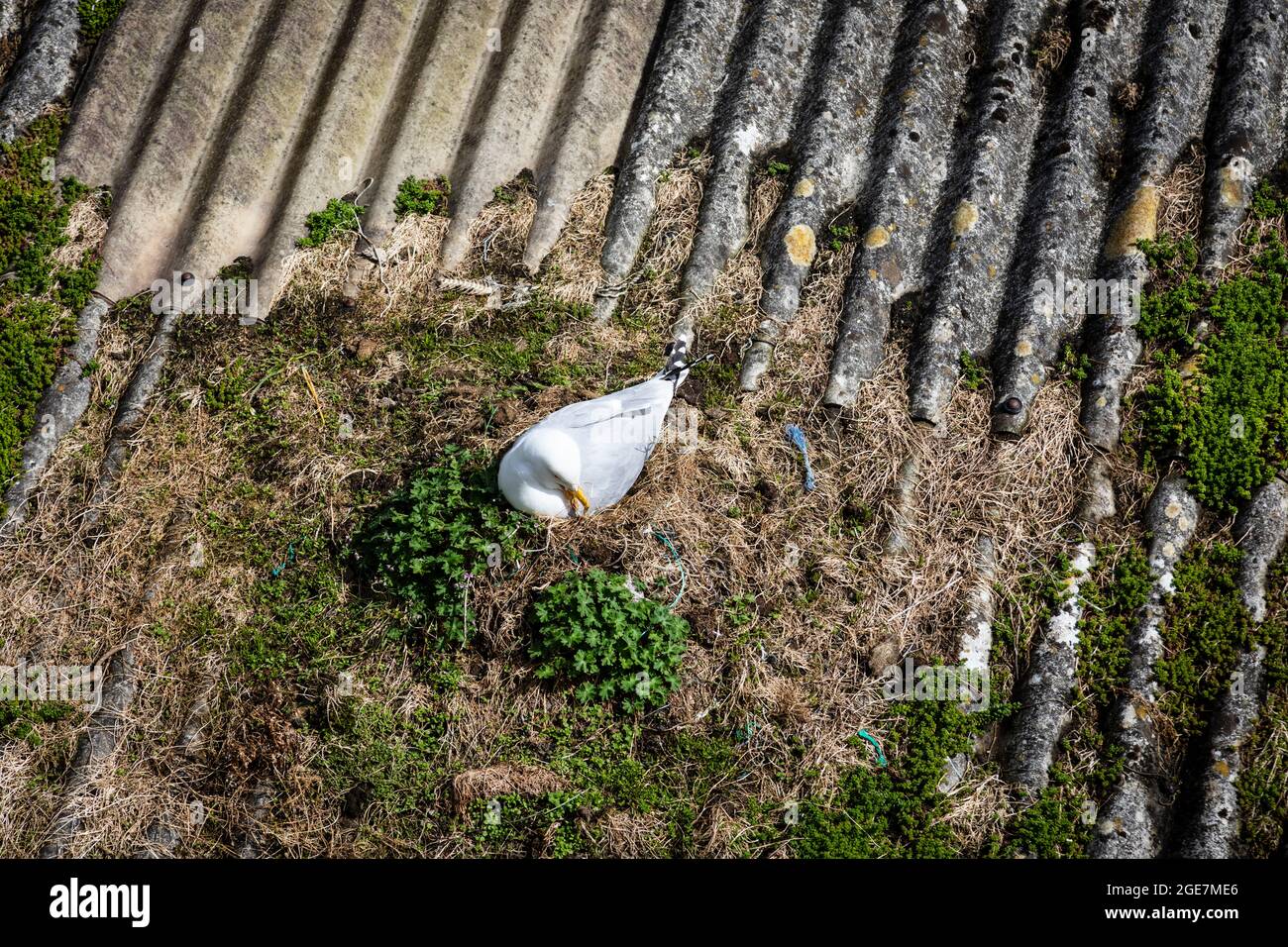 Seagull nesting on a corrugated roof, Cornwall. Stock Photo