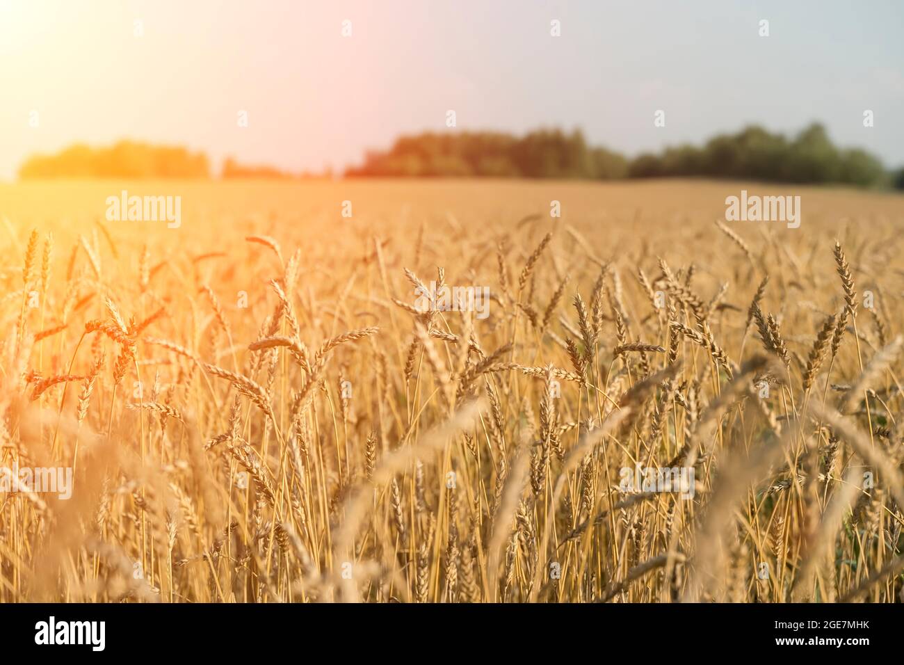 Wheat field in summer at sunset. Ripe ears of wheat on the farm during the summer harvest. Agriculture, cereals and eco nature concept. High quality photo Stock Photo