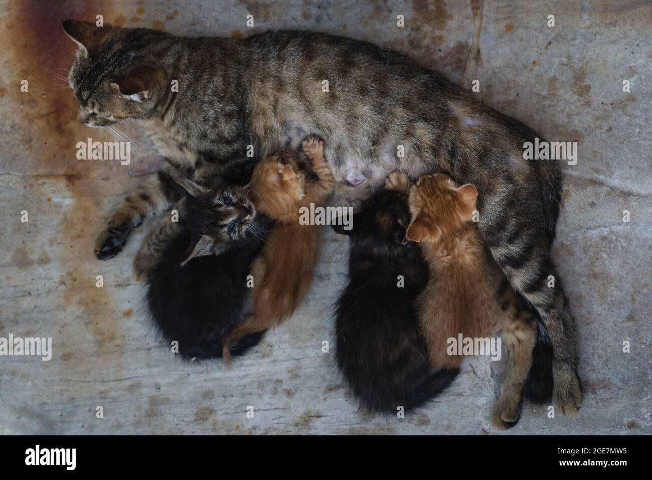 feral kitten breastfeeding Stock Photo