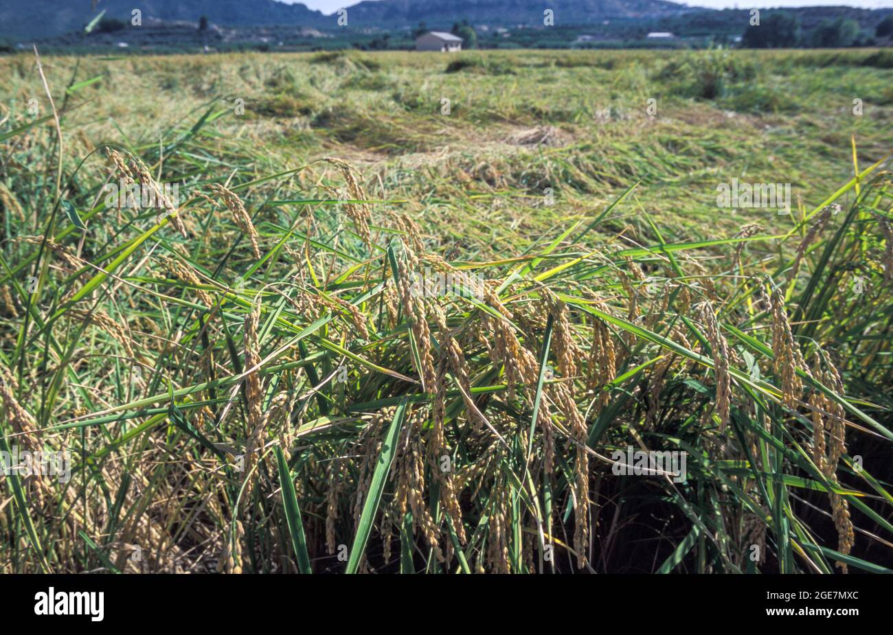 Spain Rice Fields Calasparra rice hi-res stock photography and images - Alamy