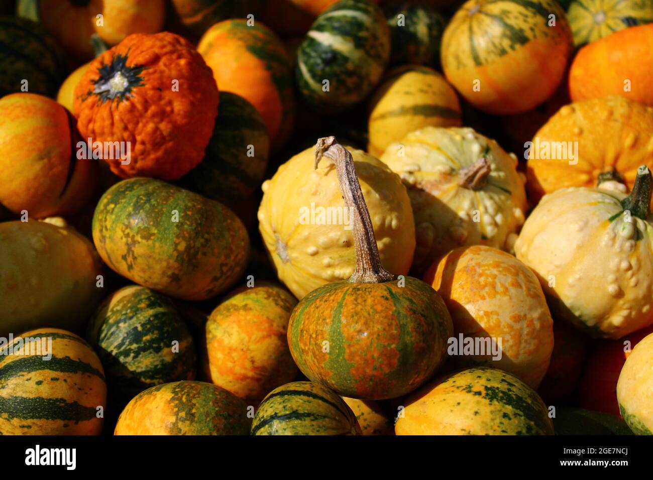 many colorful pumpkins in the autumn Stock Photo - Alamy