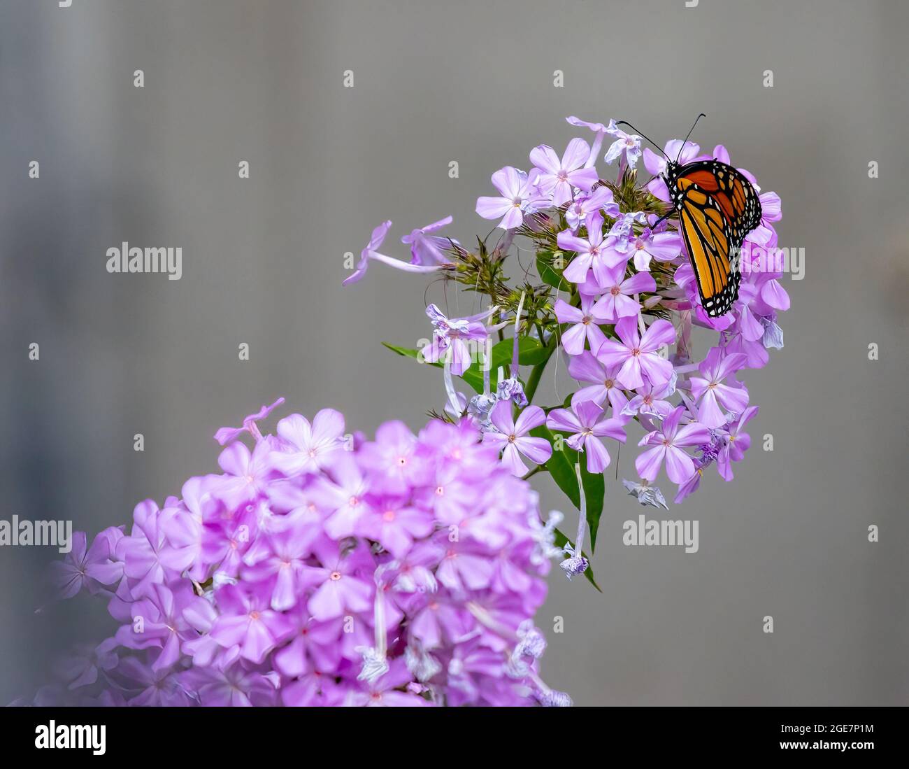Monarch Butterfly On Flowers Danaus plexippus Stock Photo