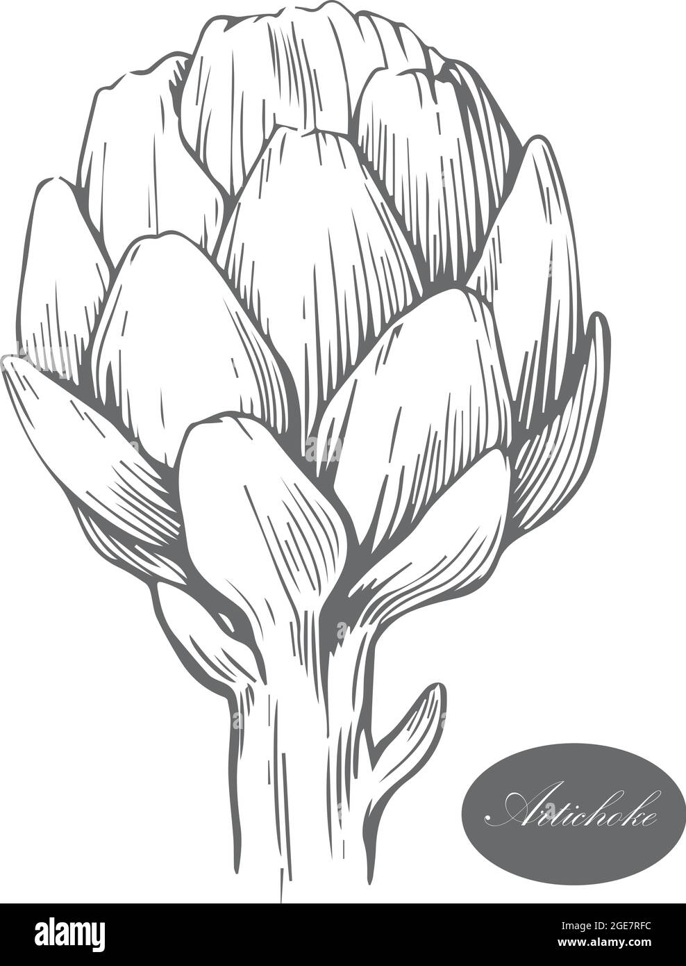 Artichoke logo. Organic food. Organic botanical design template. Hand ...