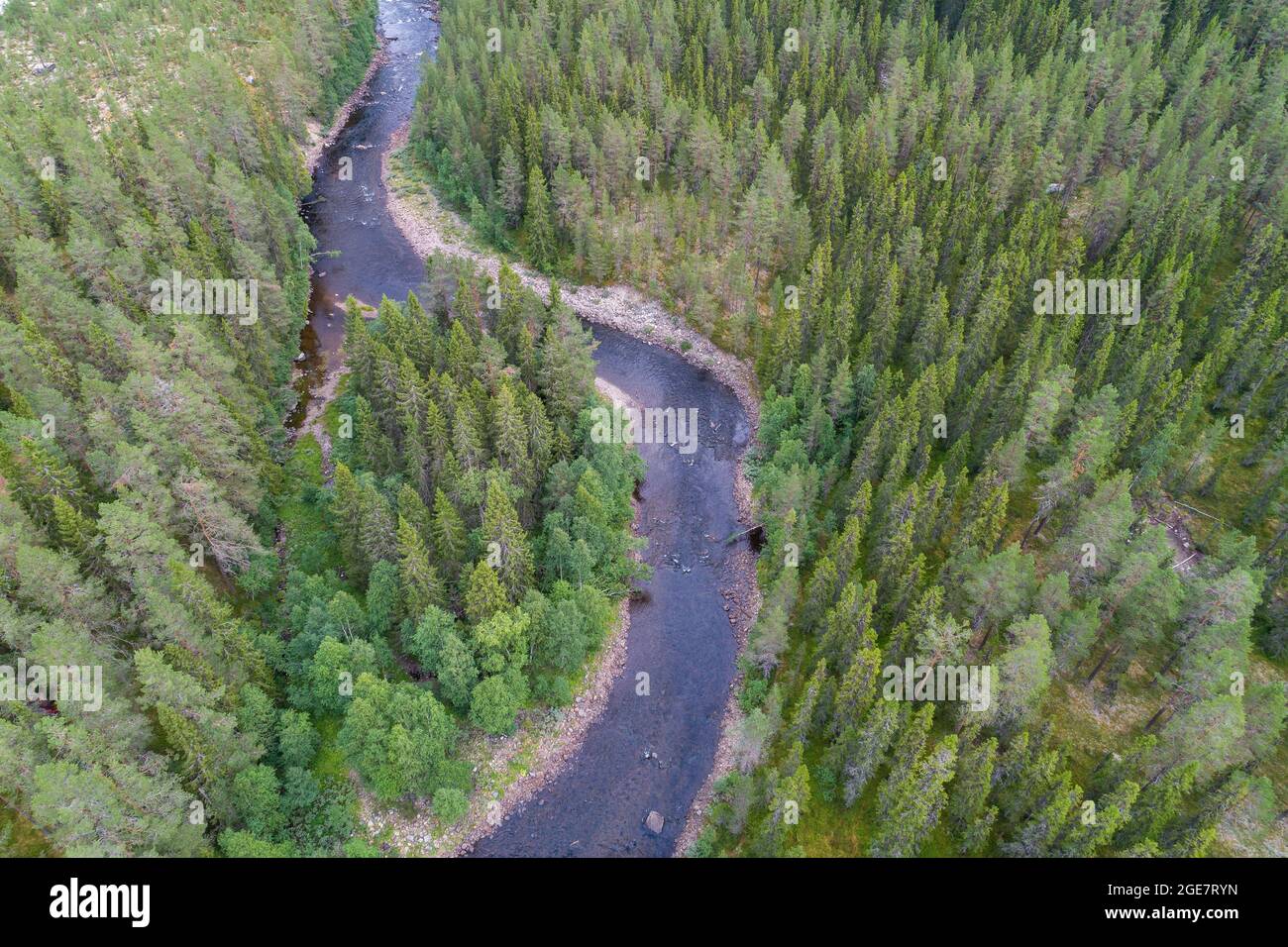 River bend running through dense pine tree forest in the northern part of Sweden. Aerial view. Stock Photo