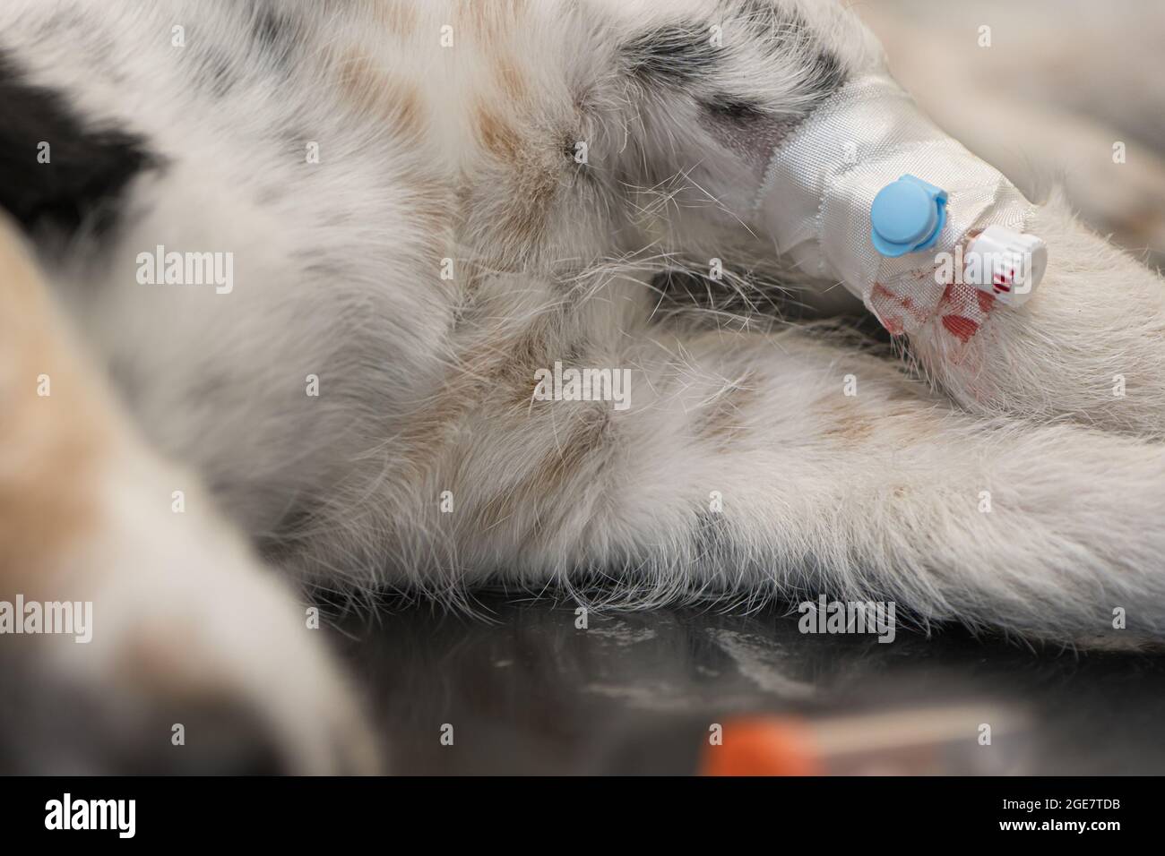 small sick jack russell terrier dog at the vet. Veterinarian prepares