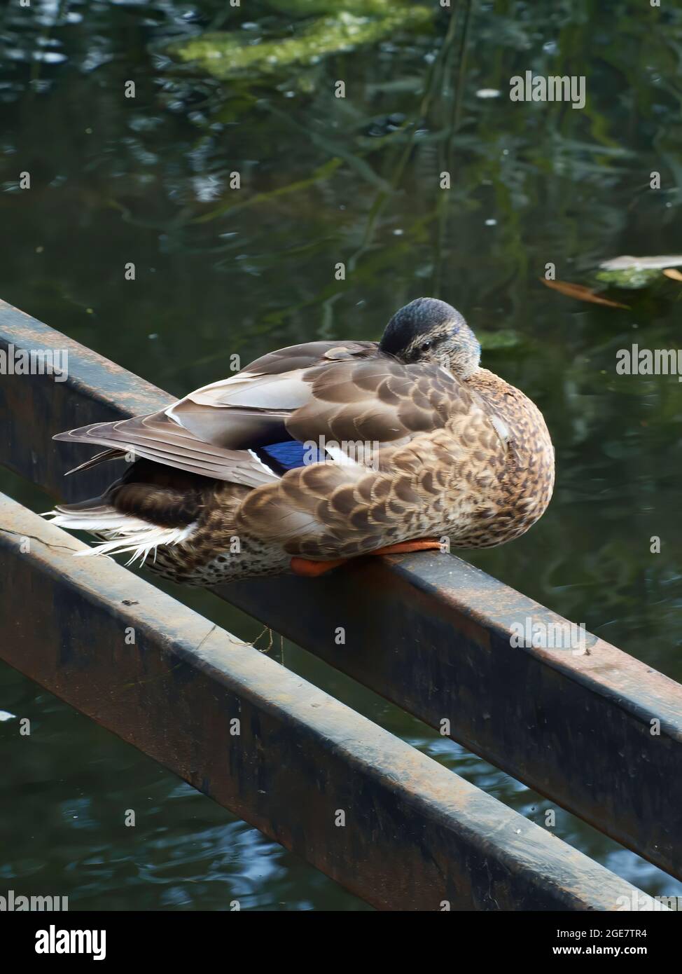 A shy / coy / playful female mallard on a disused bridge support peeks out, looking directly to camera from behind her wing. Stock Photo