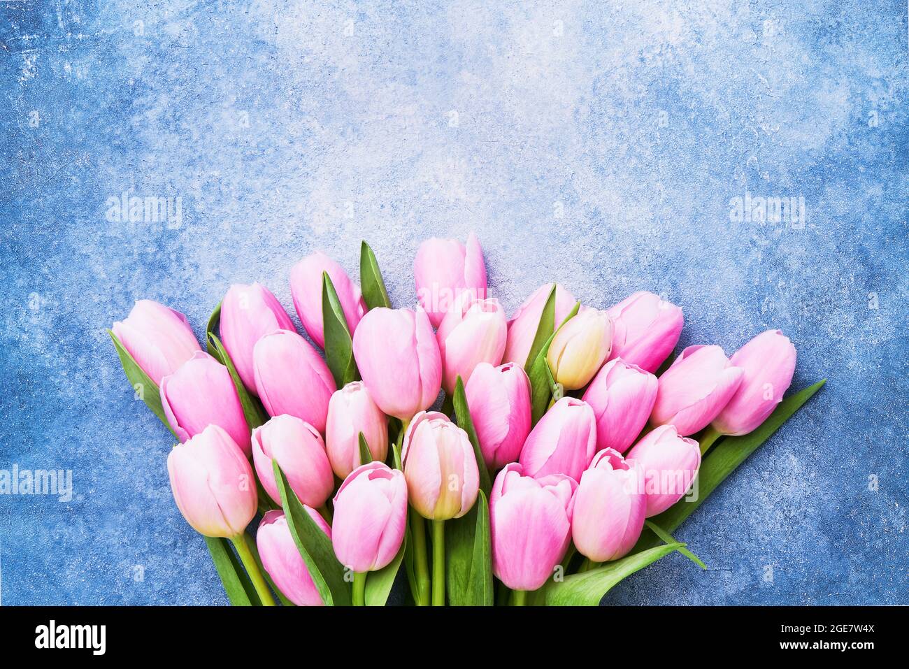 Bouquet of pink tulips on a bright blue background. Mothers Day, Valentines Day, birthday celebration concept. Top view, copy space for text Stock Photo