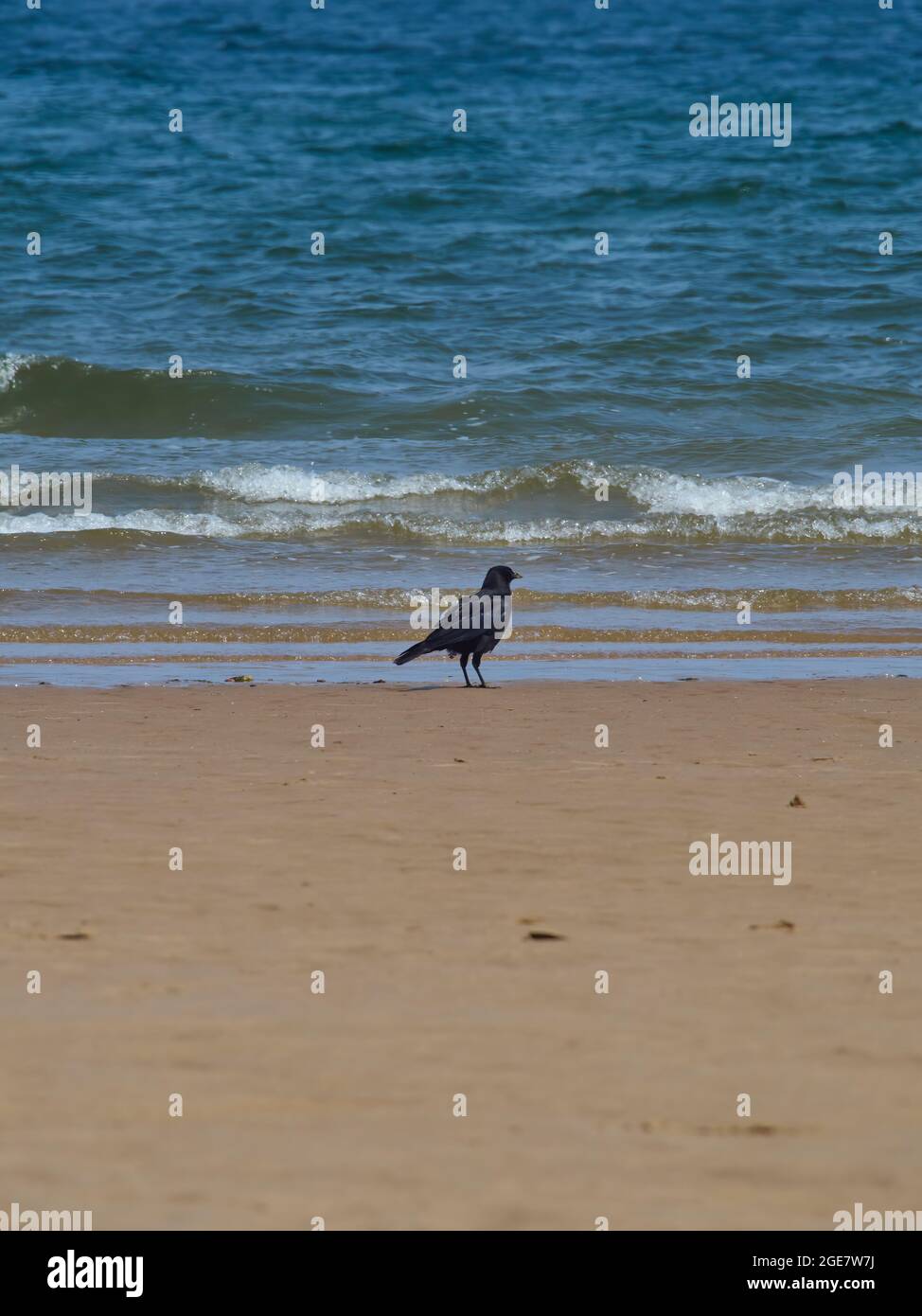 A crow, somewhat out of place(!), stands on a sandy beach at the water’s edge, gazing at the breaking waves of the sea. Stock Photo