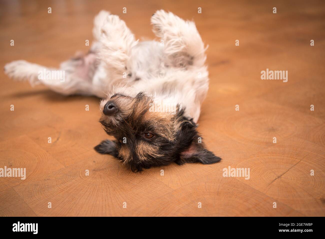 Dog laying upside down on back. Naughty Jack Russell Terrier hound Stock Photo