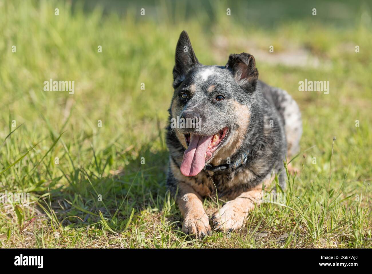 Old australian cattle dog is posing in in nature in summer. Stock Photo
