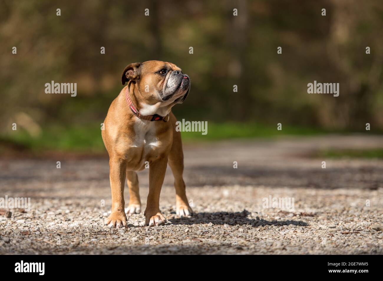 Fit bulldog hotsell