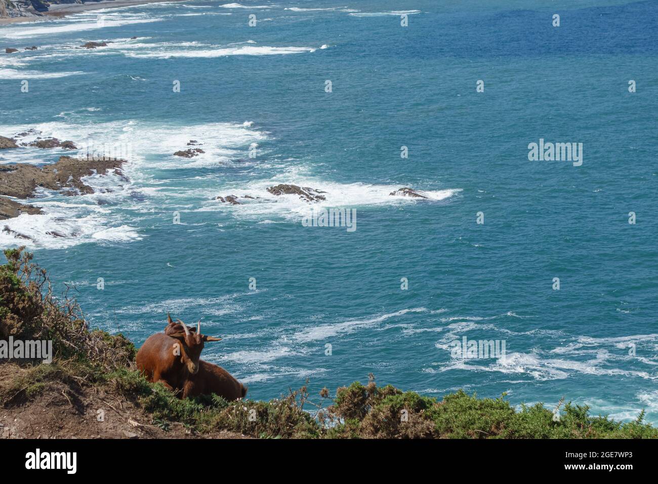 Goats in Landscape of the Asturian coast from Cabo Vidio. Spain Stock Photo