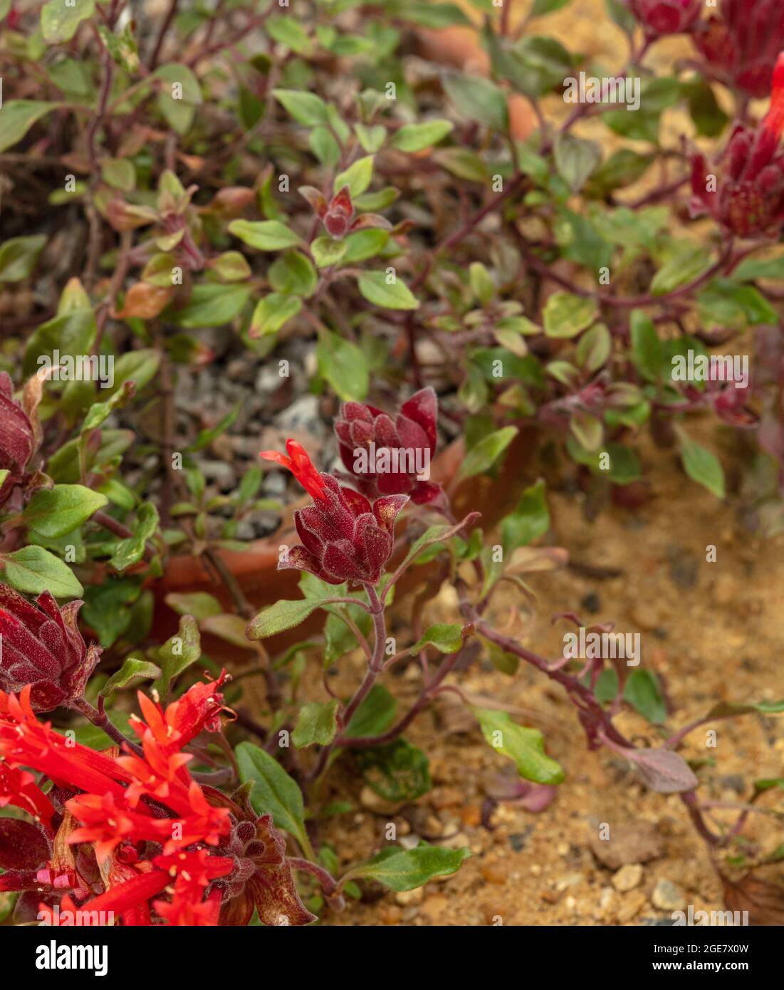 Incredible Monardella Macrantha flowering, natural close-up flower portrait Stock Photo