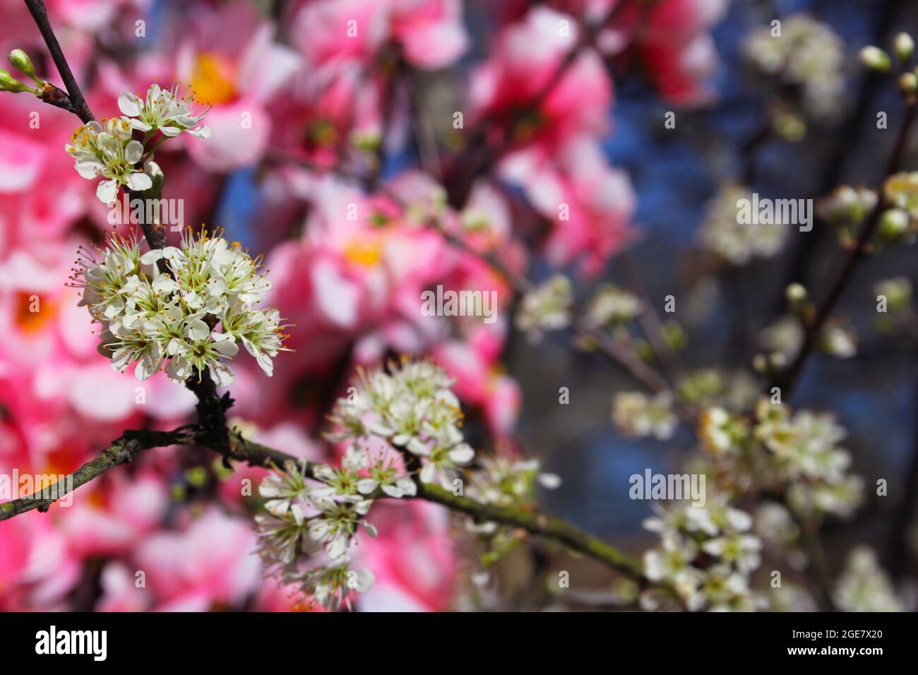 Flatwoods Plum Tree with Blossoms. Prunus umbellata Stock Photo - Alamy