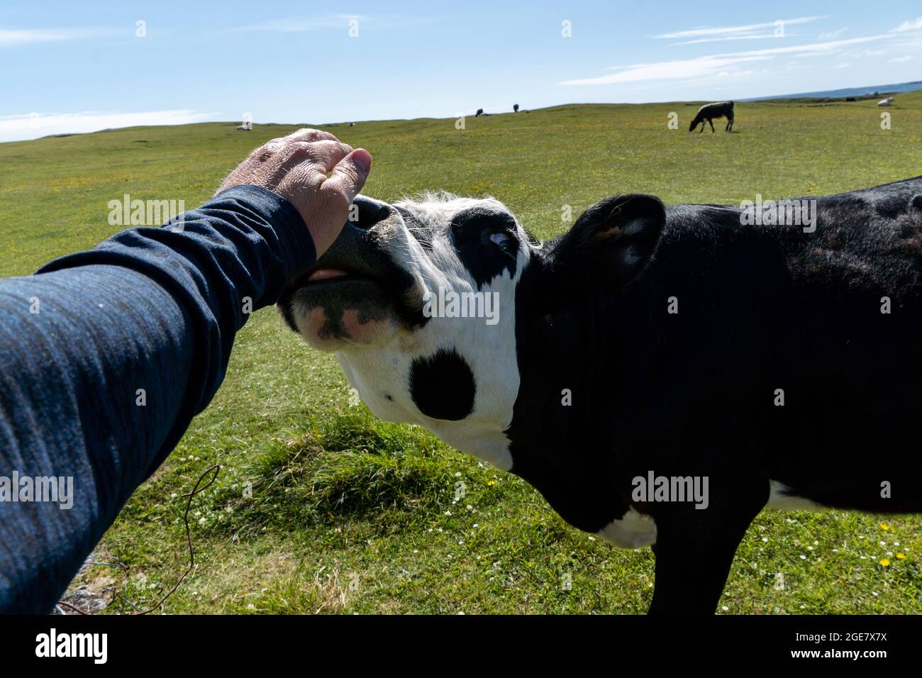 White male cow hires stock photography and images Alamy