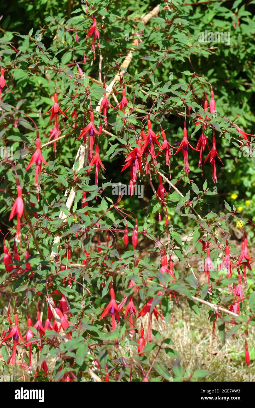 hummingbird fuchsia or hardy fuchsia, Scharlach-Fuchsie, Fuchsia magellanica,  télálló fukszia, Ireland, Europe Stock Photo