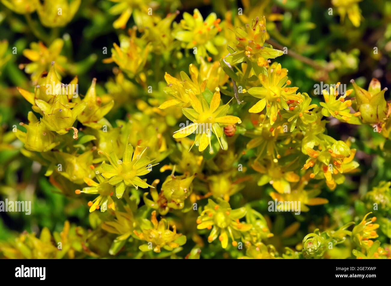 yellow mountain saxifrage or yellow saxifrage, Fetthennen-Steinbrech, Saxifraga aizoides, kőtörőfű, Alps, Europe Stock Photo