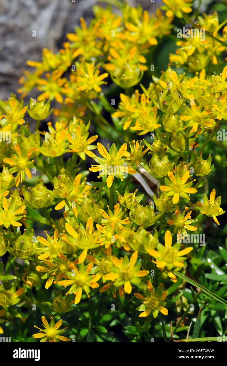 yellow mountain saxifrage or yellow saxifrage, Fetthennen-Steinbrech, Saxifraga aizoides, kőtörőfű, Alps, Europe Stock Photo