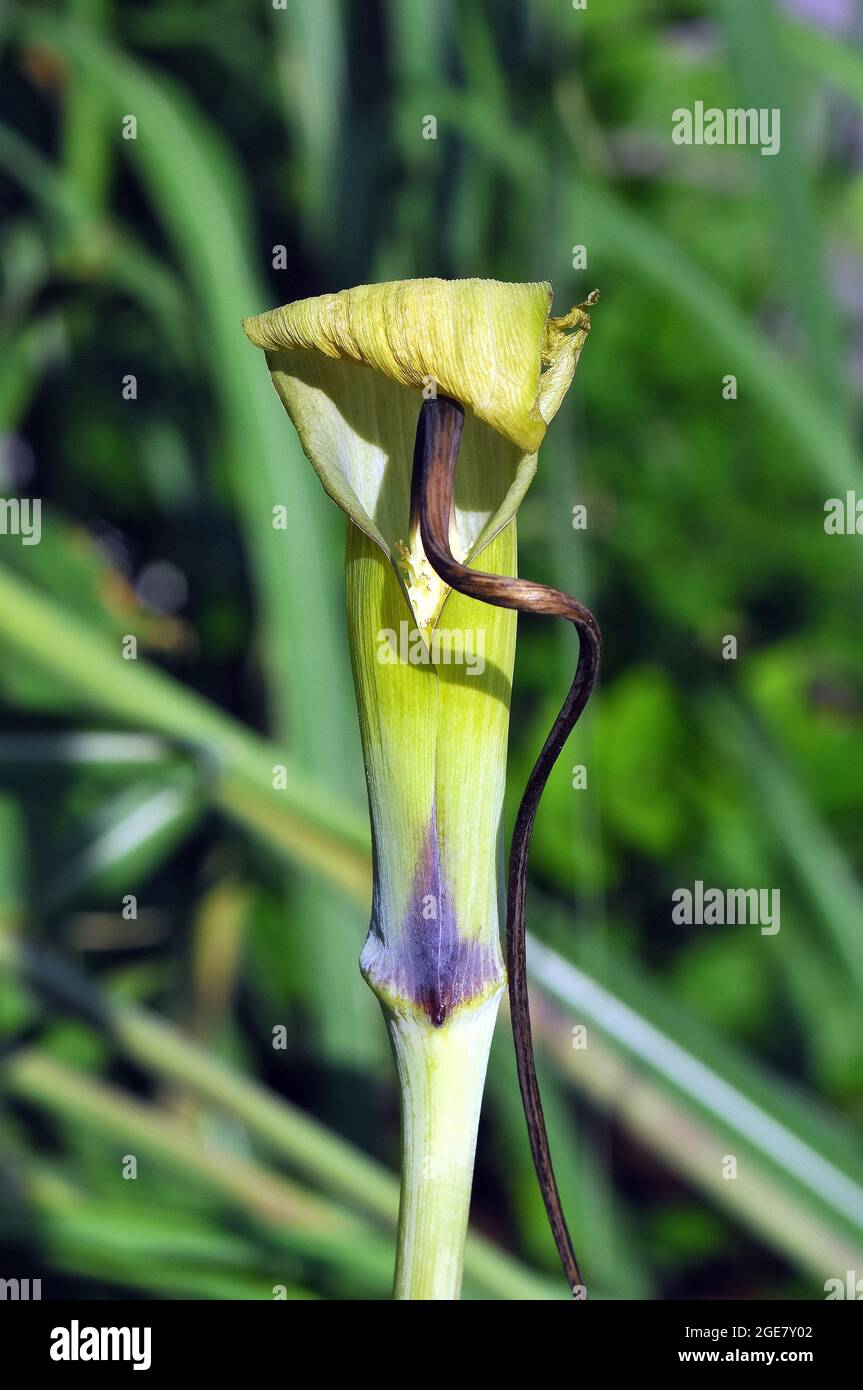 whipcord cobra lily, Arisaema tortuosum, görbült csápvirág Stock Photo