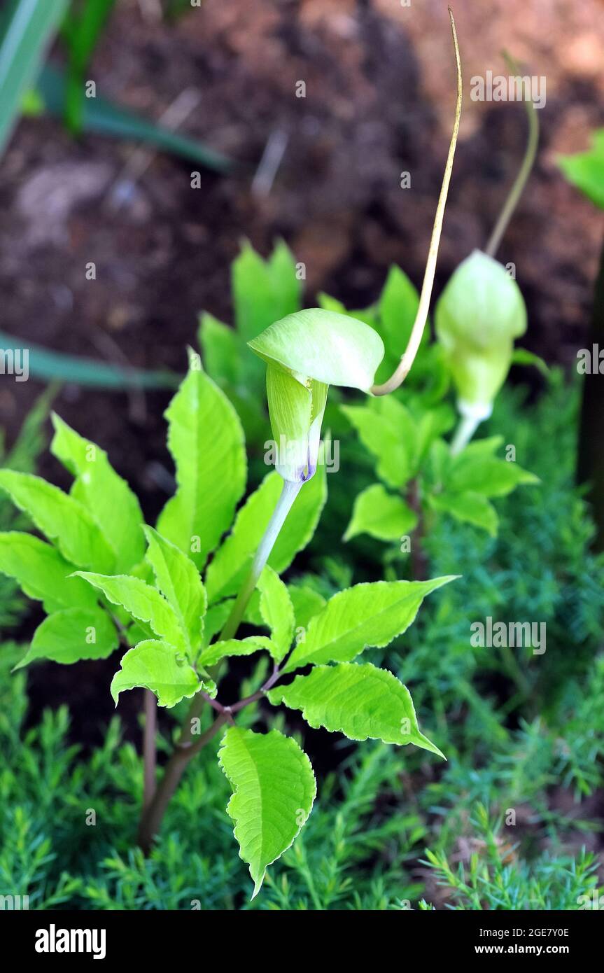 whipcord cobra lily, Arisaema tortuosum, görbült csápvirág Stock Photo