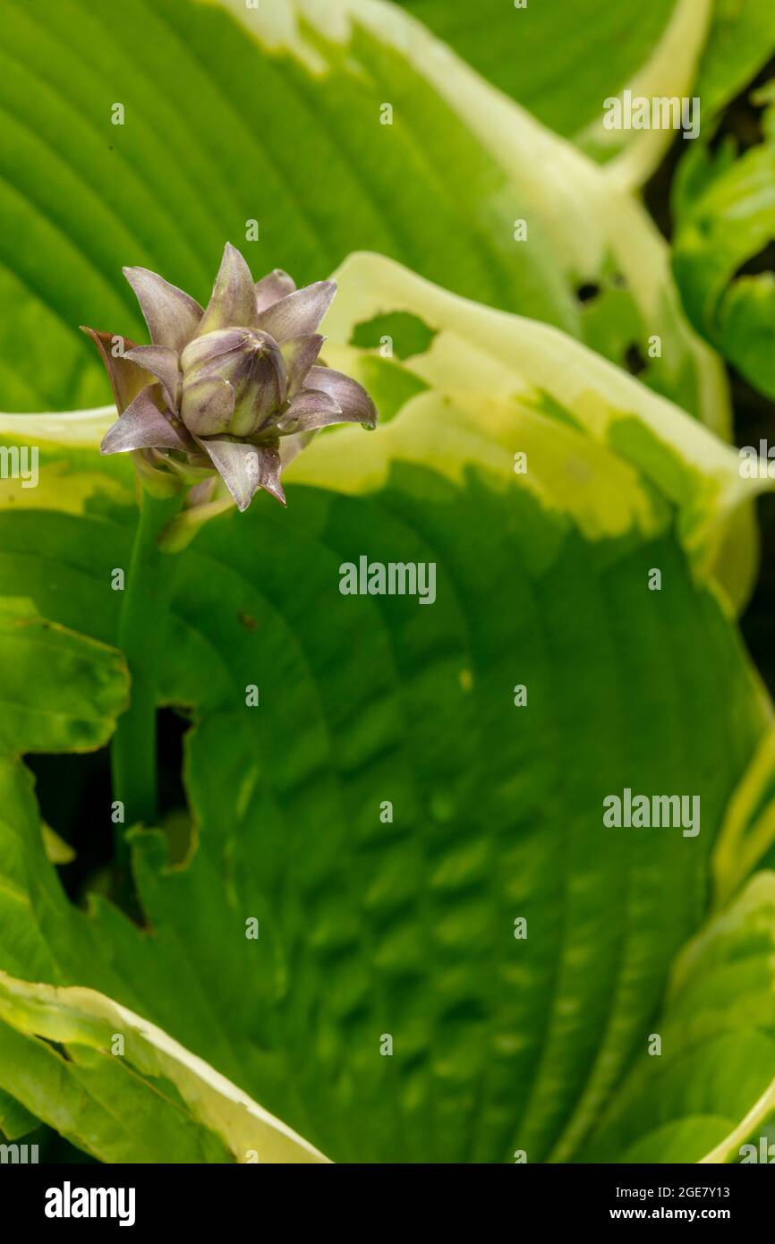 Single flower spike of Hosta - So Sweet with background foliage Stock Photo