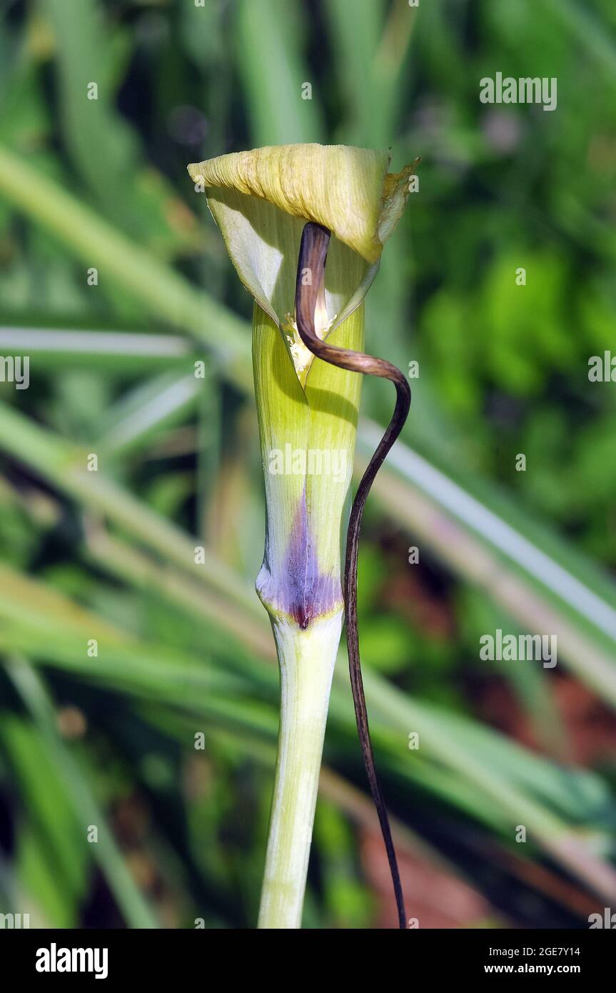whipcord cobra lily, Arisaema tortuosum, görbült csápvirág Stock Photo