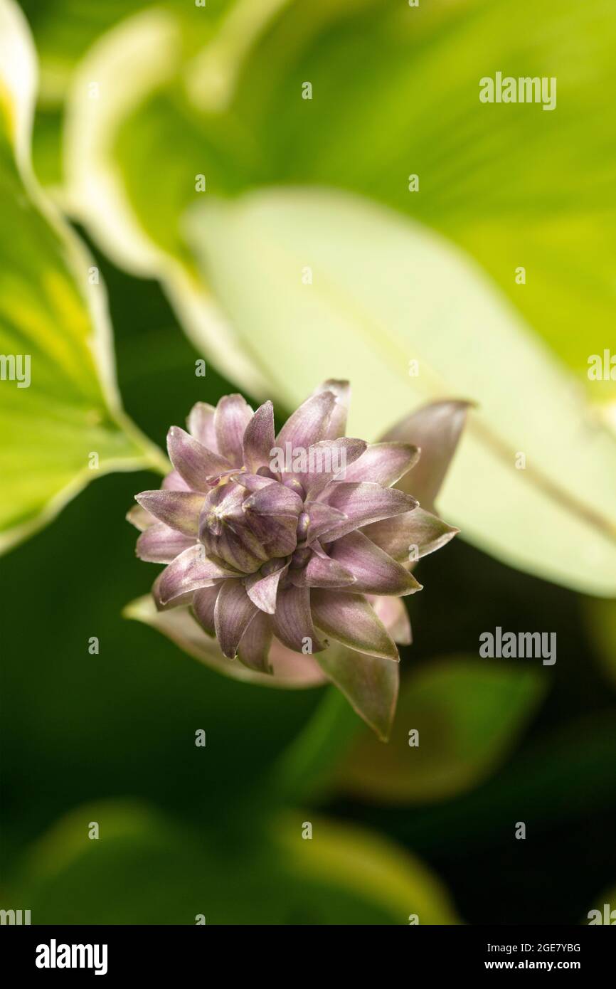 Single flower spike of Hosta - So Sweet with background foliage Stock Photo