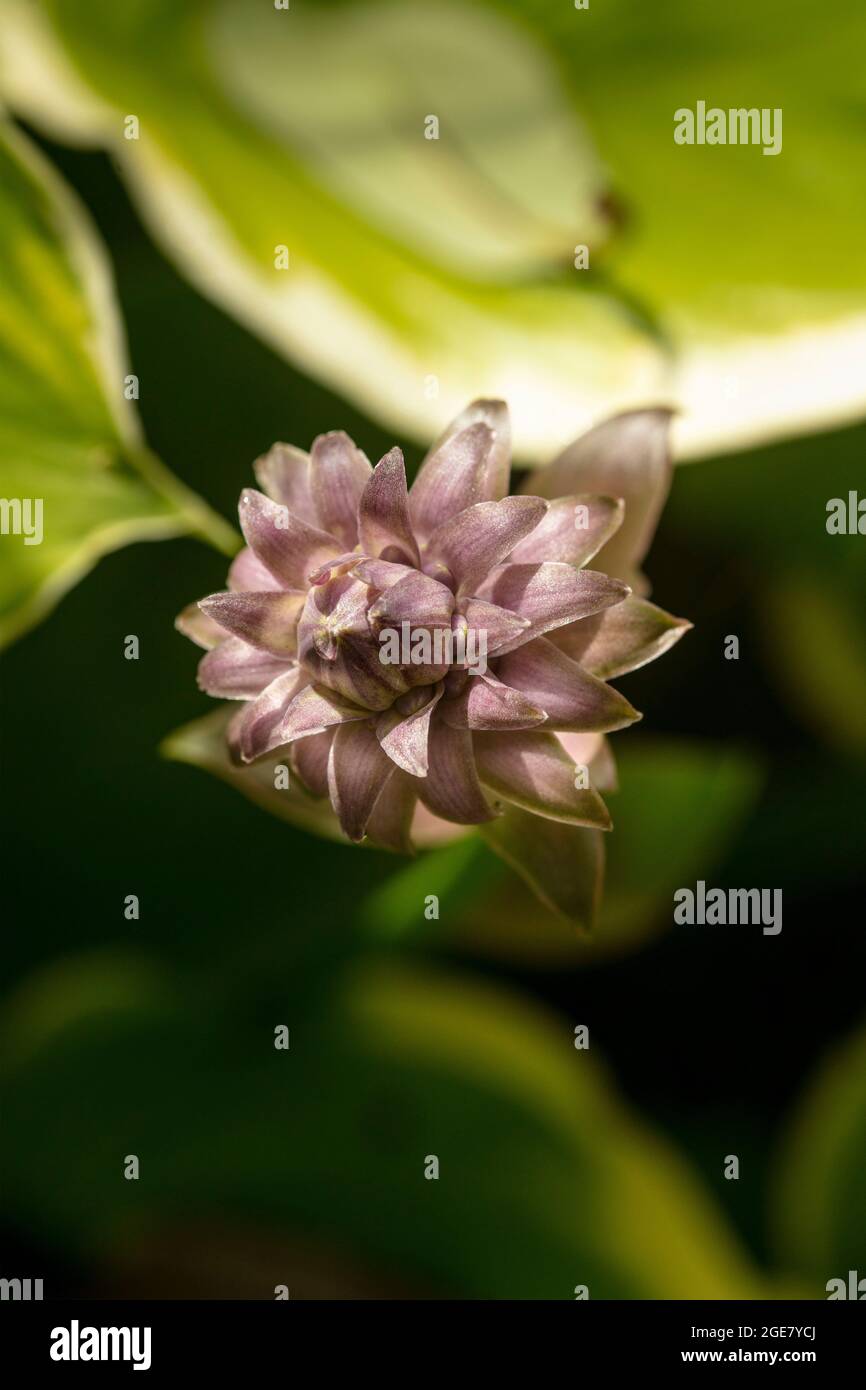 Single flower spike of Hosta - So Sweet with background foliage Stock Photo