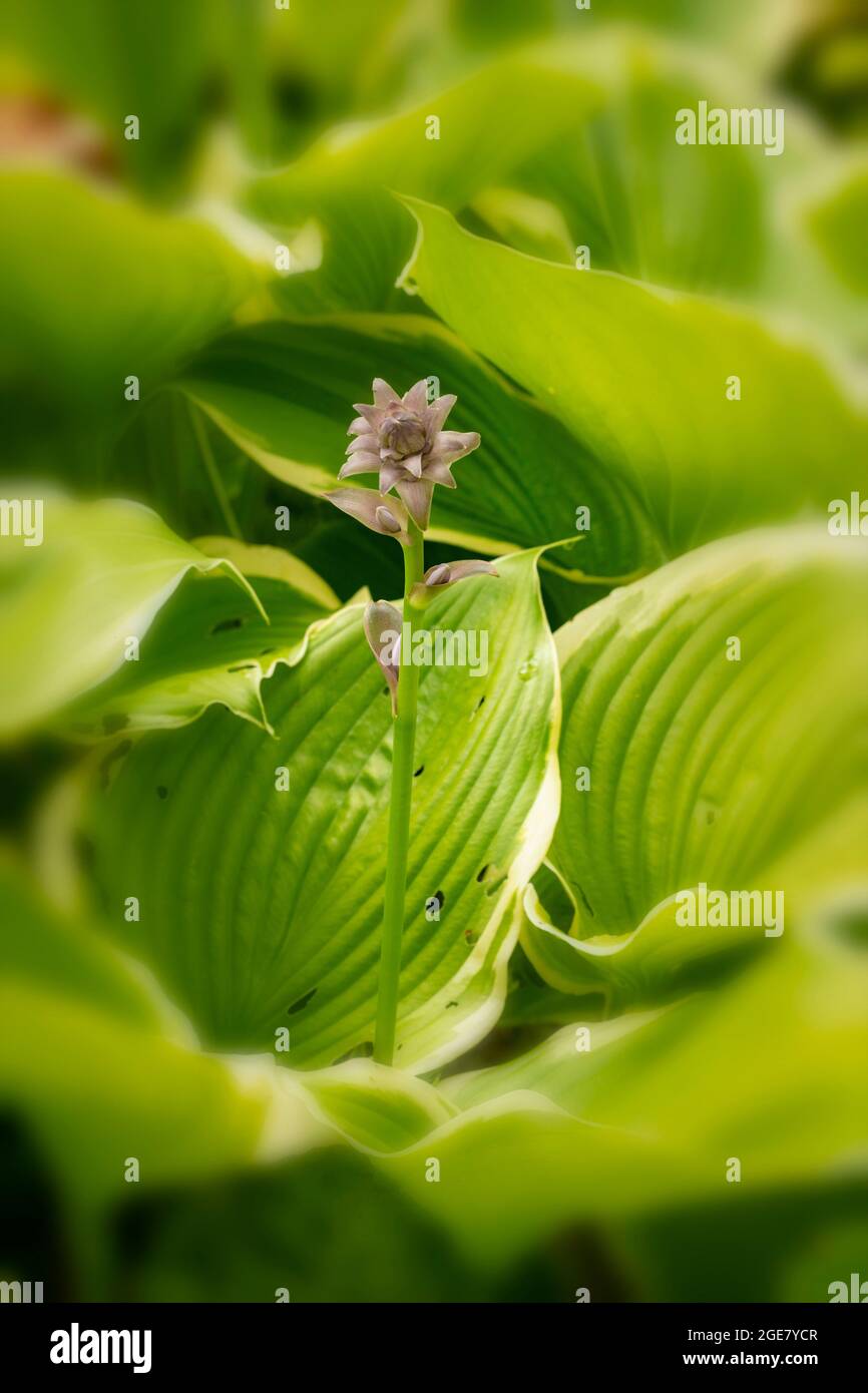 Single flower spike of Hosta - So Sweet with background foliage Stock Photo