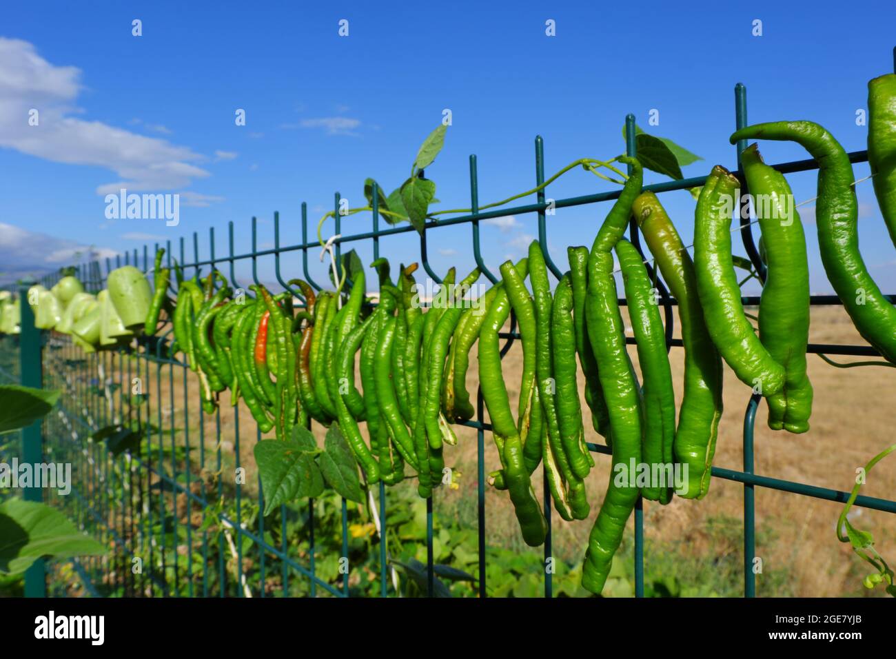Fresh Green Peppers Hanged on Fence for Sun Drying Stock Photo