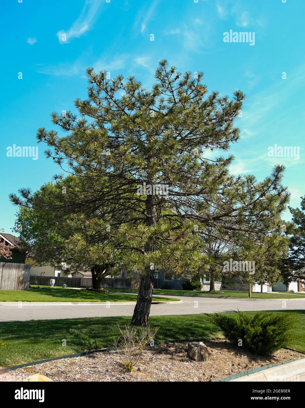 Scots pine, Pinus syvestris, in a neighborhood of Wichita, Kansas, USA. Stock Photo