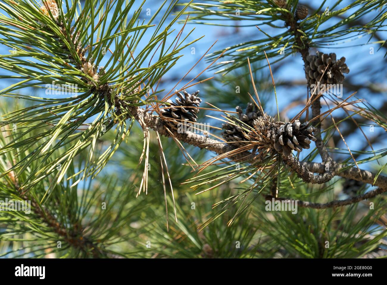 Scots pine, Pinus syvestris with last year's pine cones  and a few pine cone flowers, in Wichita, Kansas, USA. Closeup. Stock Photo