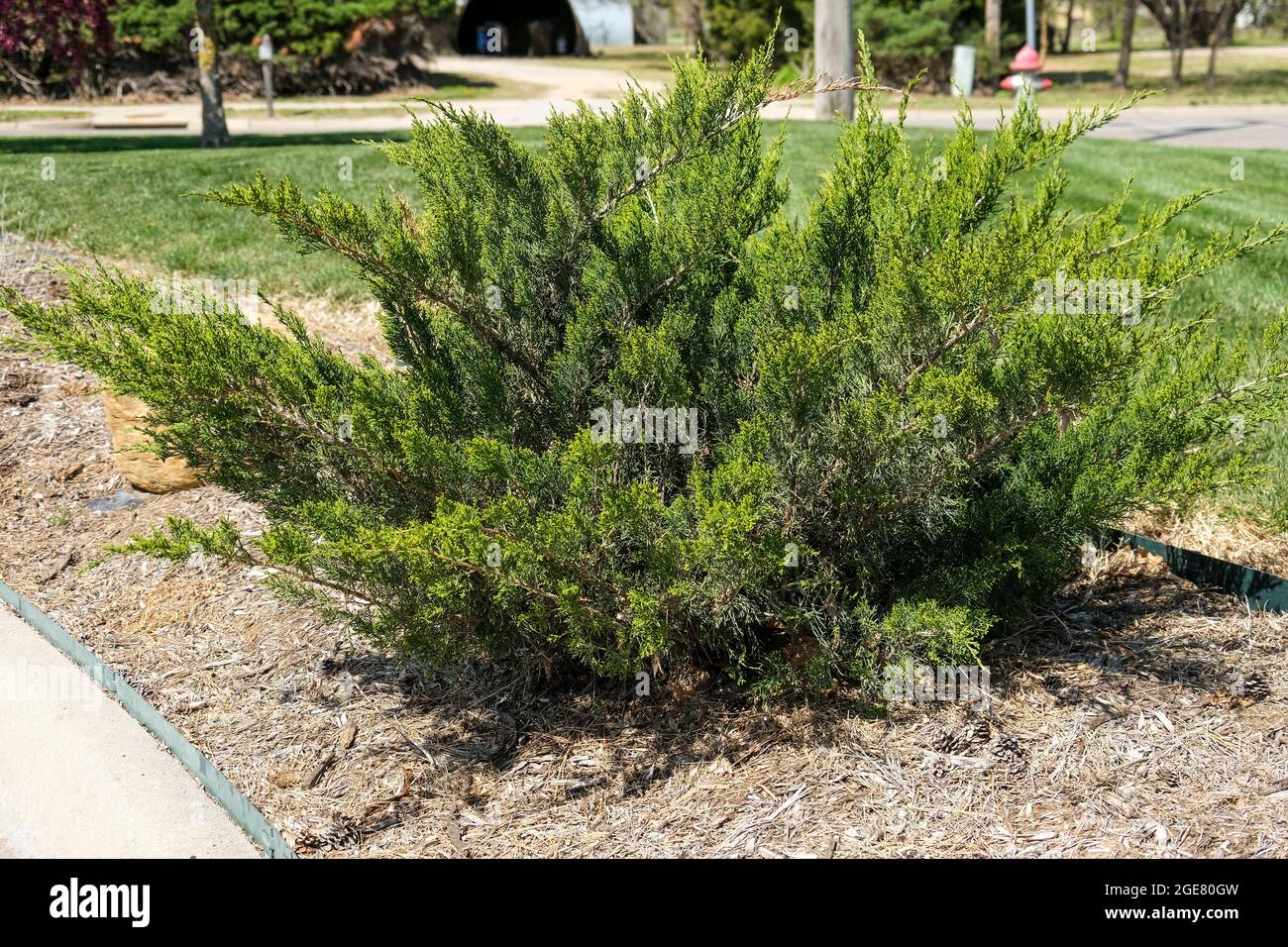 Juniper shrub or bush, junipers, growing in a mulched bed in Wichita, Kansas, USA. Stock Photo