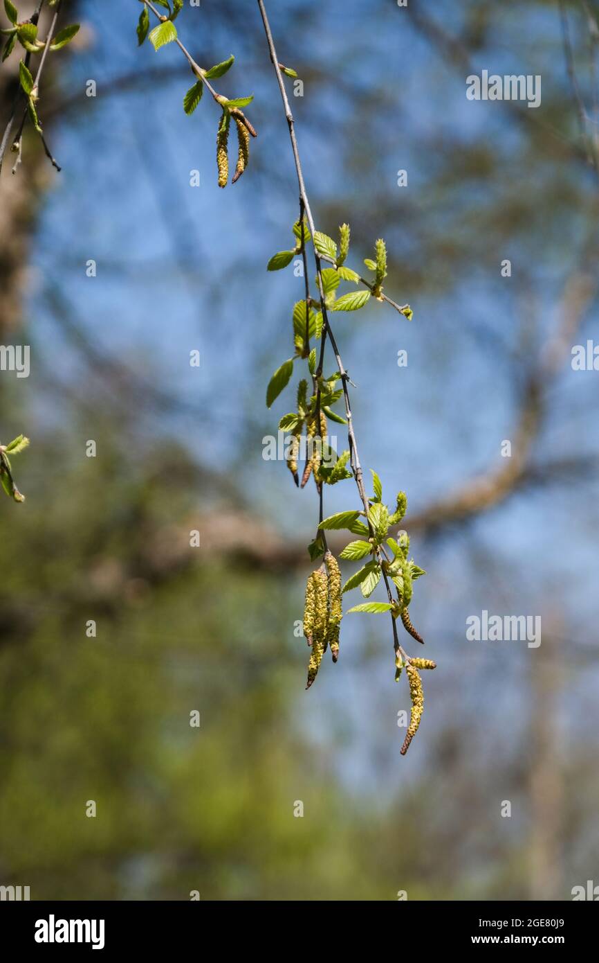 River Birch, Betula nigra, catkins in the spring. Kansas, USA. Stock Photo