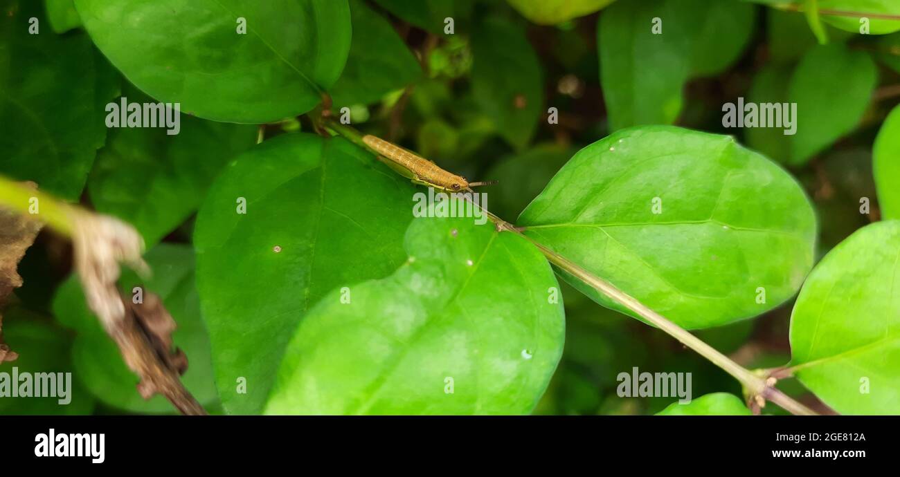 Diamondback moth on a green plant Stock Photo