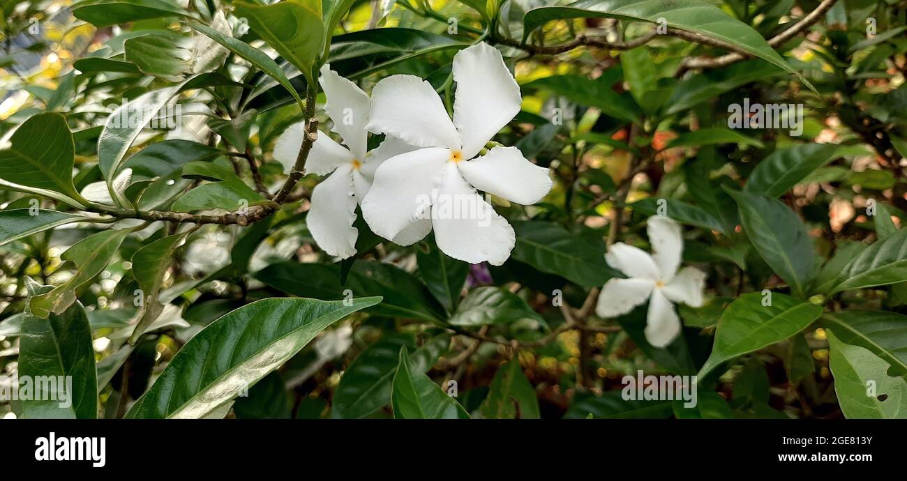 Closeup shot of white milkwood flowers Stock Photo