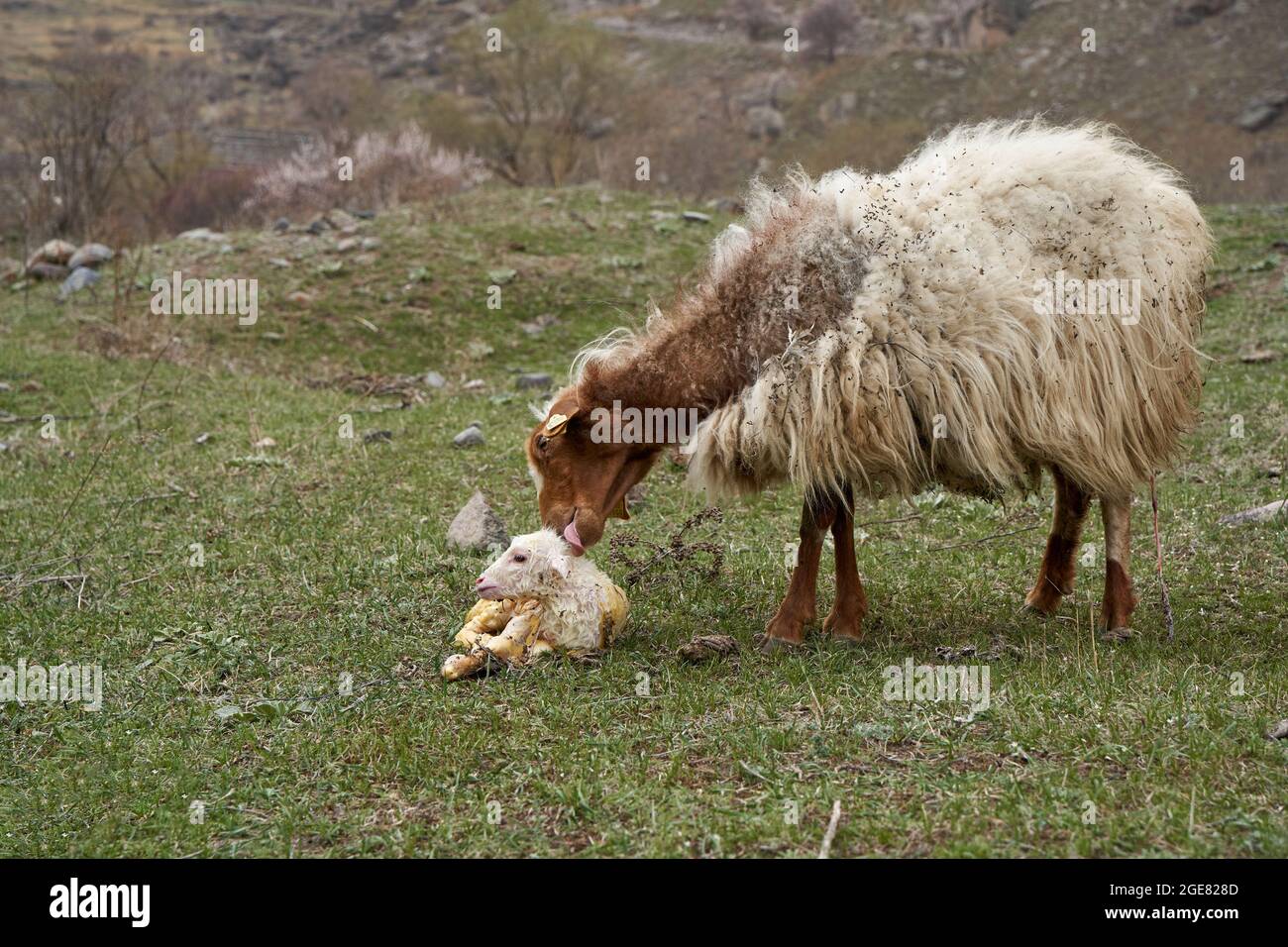 A pregnant sheep has just given birth to a lamb. In a meadow in the ...