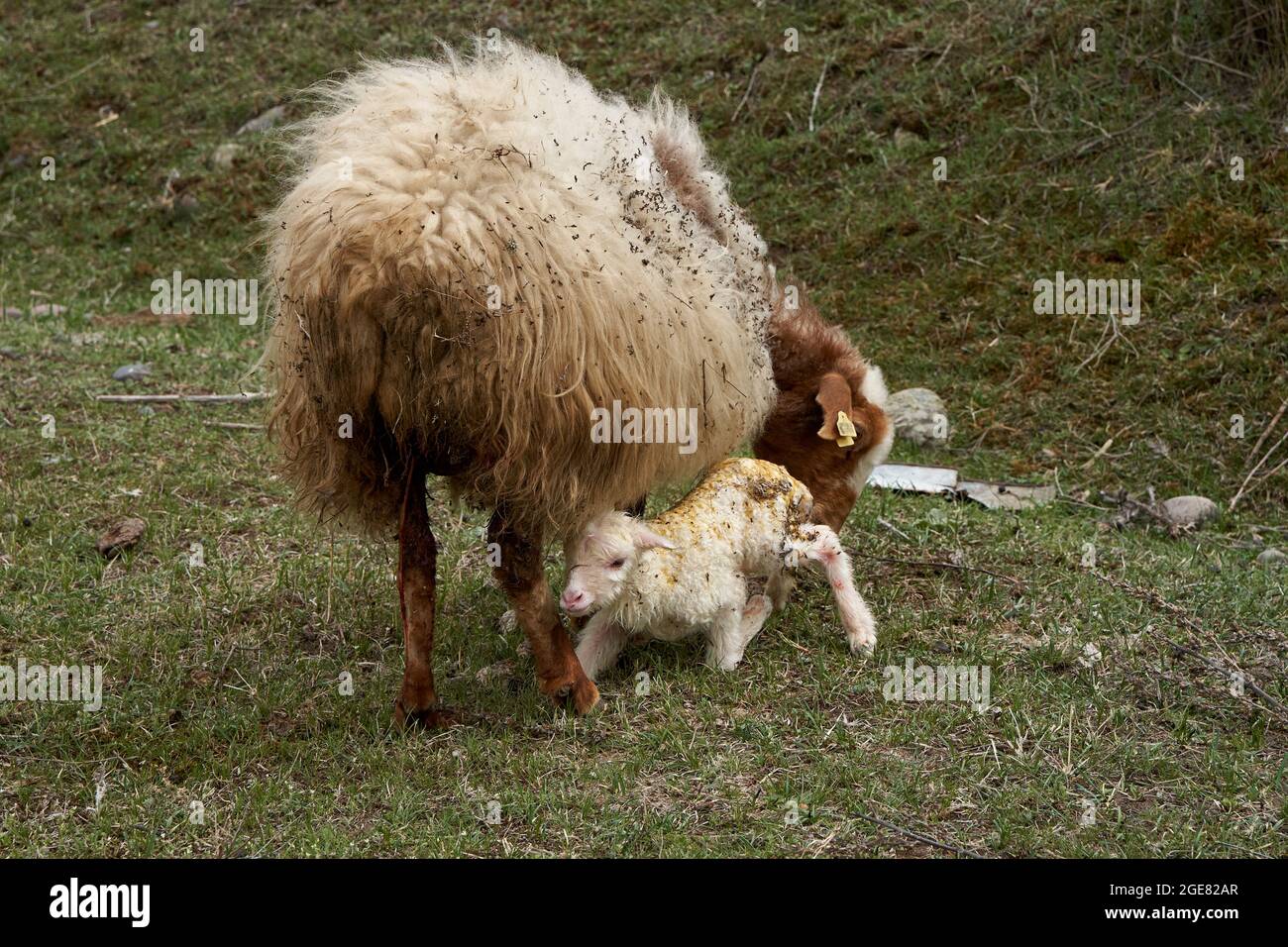 A pregnant sheep has just given birth to a lamb. In a meadow in the ...