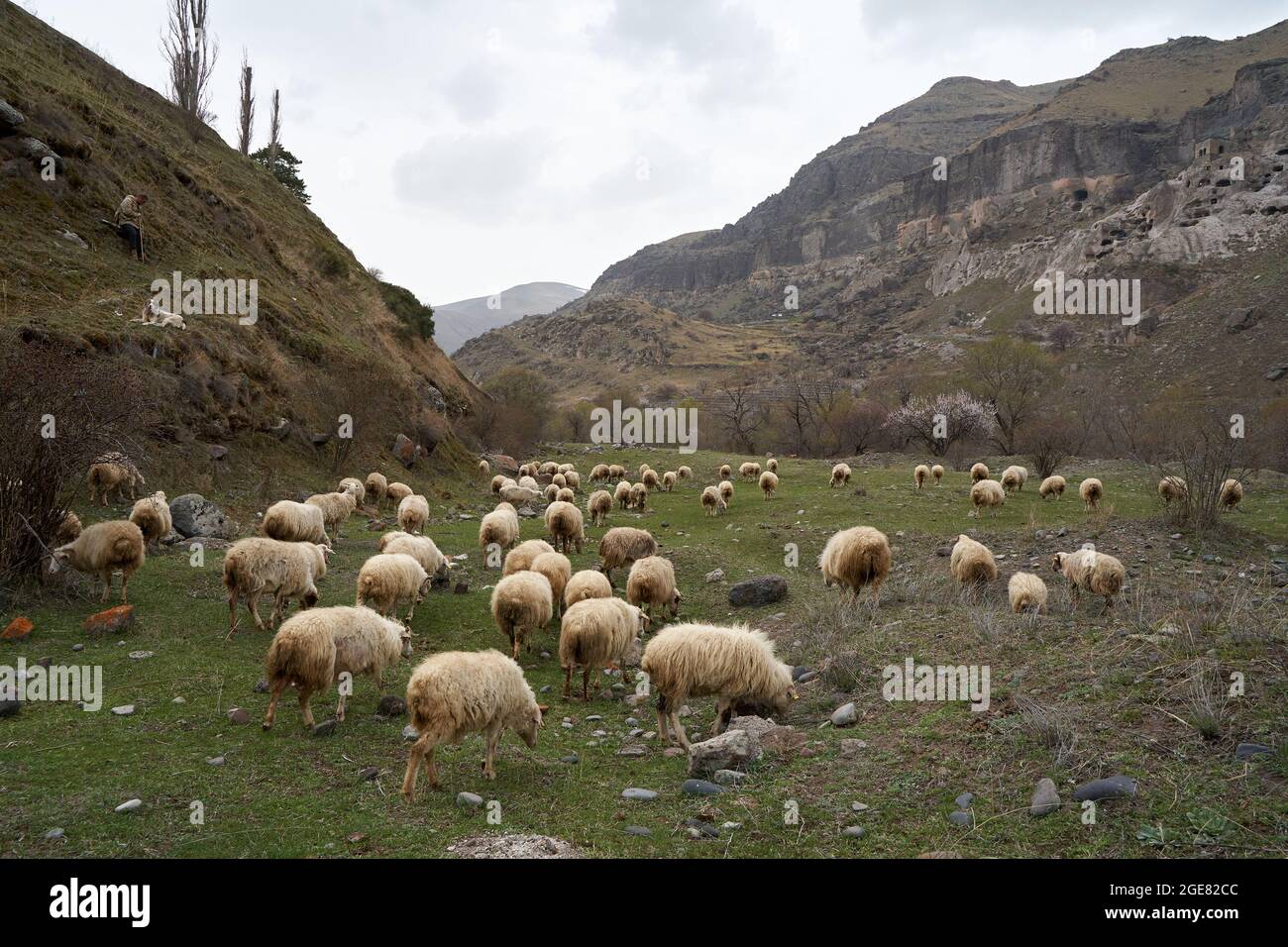 A flock of sheep grazes in a meadow in the mountains Stock Photo - Alamy