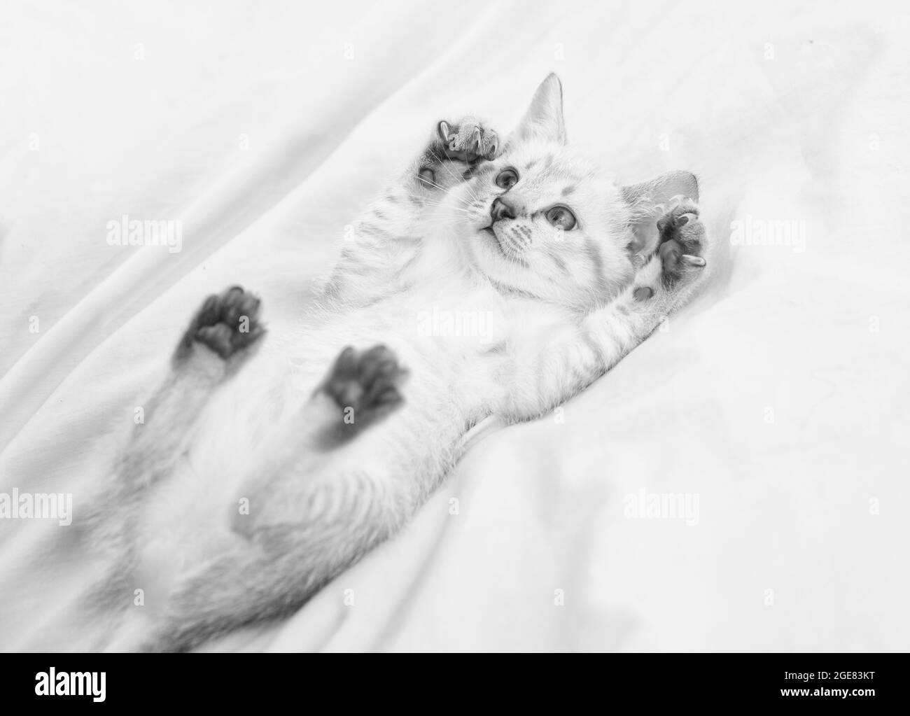 Cute white kitten with blue eyes. Adorable Persian cat. Kitten on a