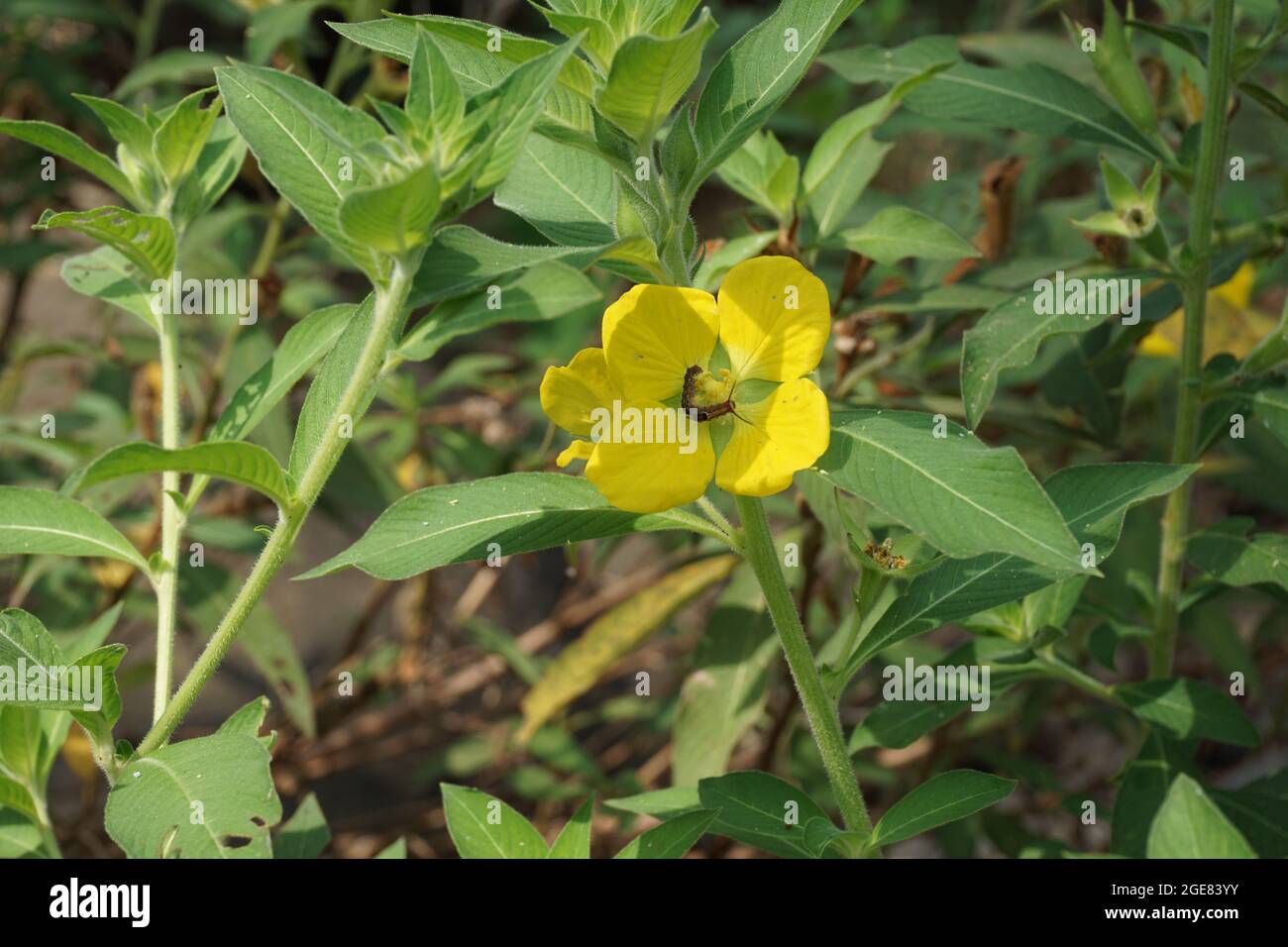 Ludwigia grandiflora with a natural background Stock Photo
