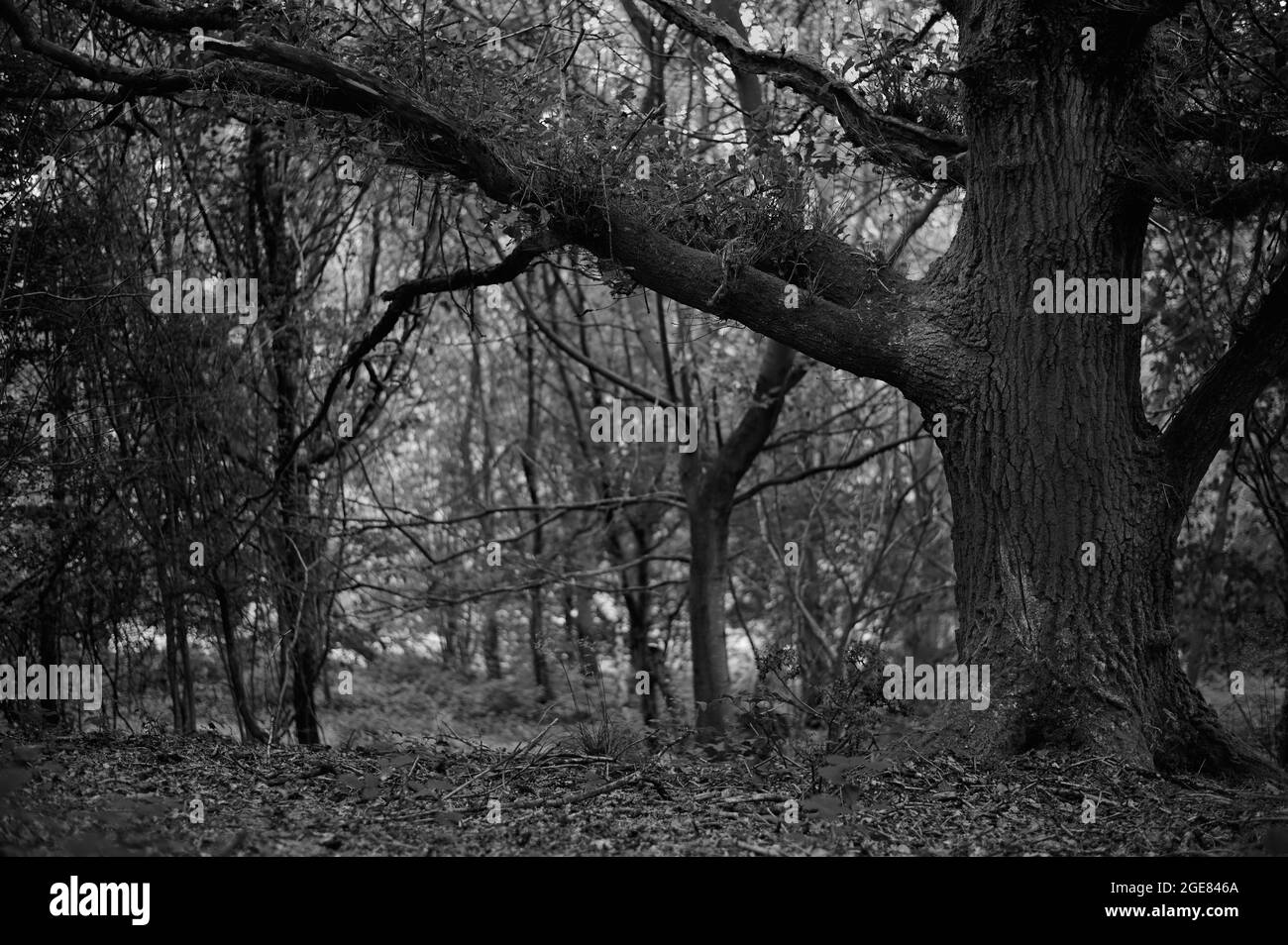Black and white monochrome image of big old tree in an english forest with leaves on the ground Stock Photo
