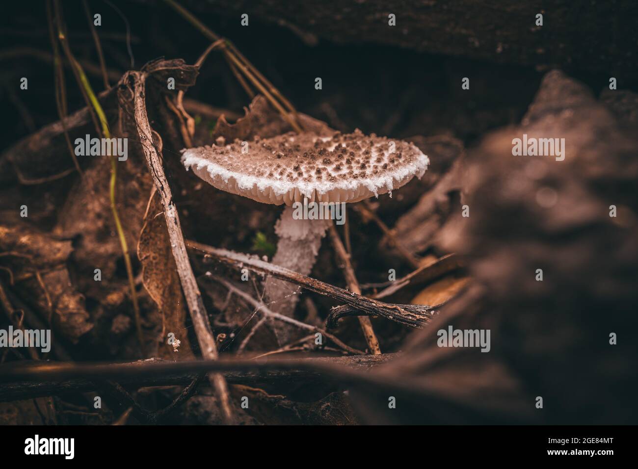 Closeup shot of a Parasol mushroom growing in the wild forest Stock ...