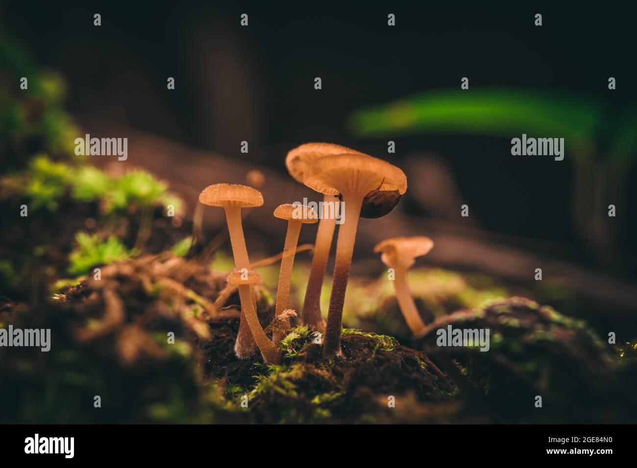 Closeup shot of a mushroom growing in the wild forest Stock Photo - Alamy