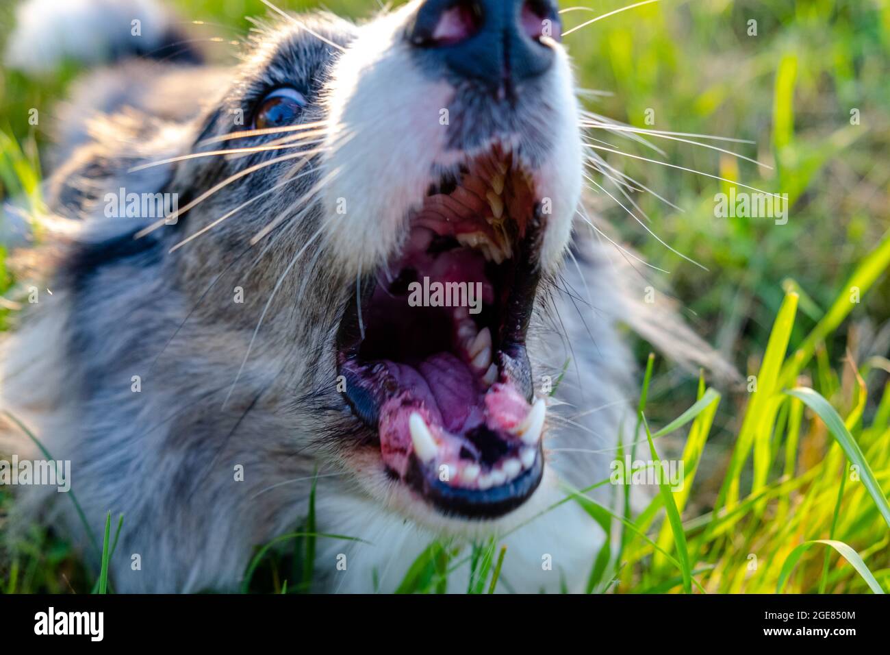 angry dog barks, an open dog's mouth with teeth Stock Photo Alamy